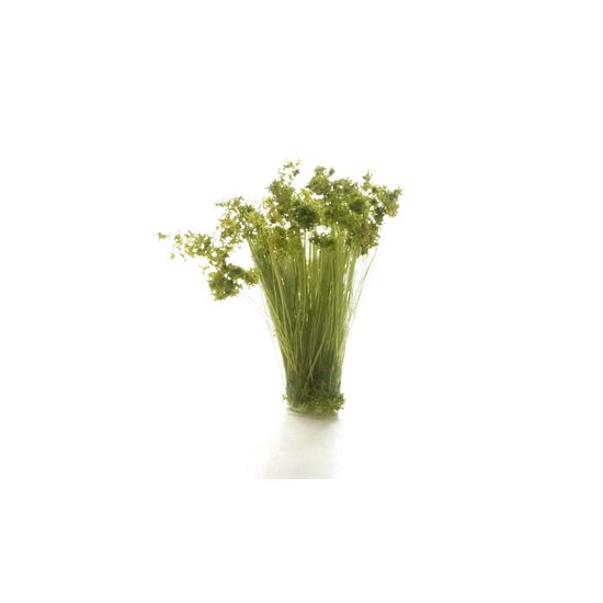 Mittelgrünes Prairiegras, 2 image