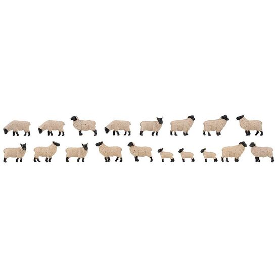 18 Moutons à tête noire