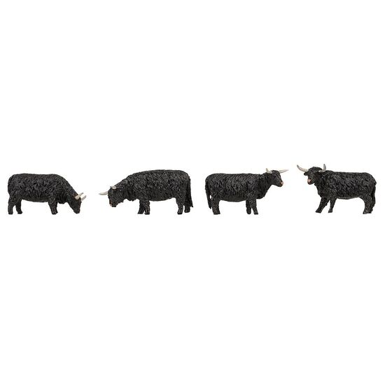 Bovins Highland noirs