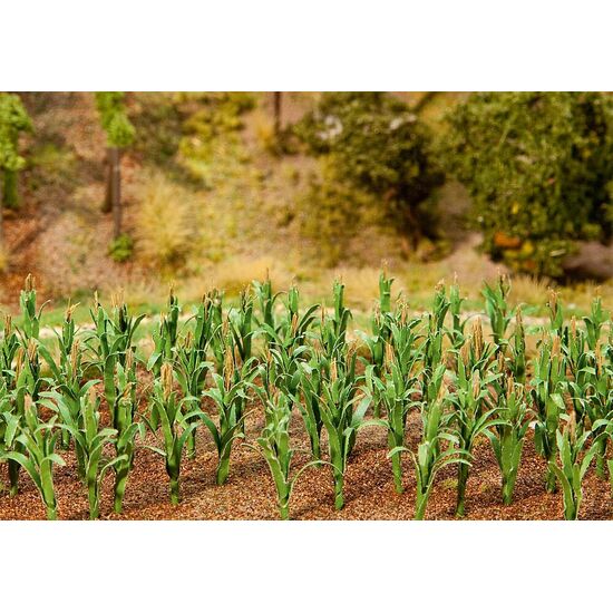 36 plants de maïs