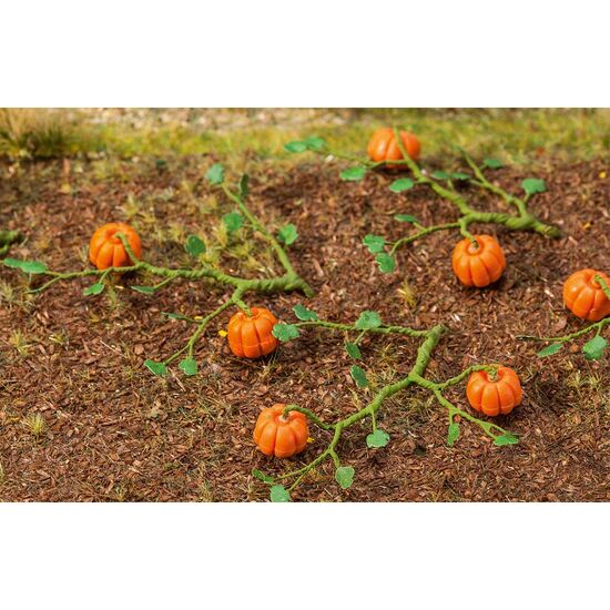 6 plants de courge
