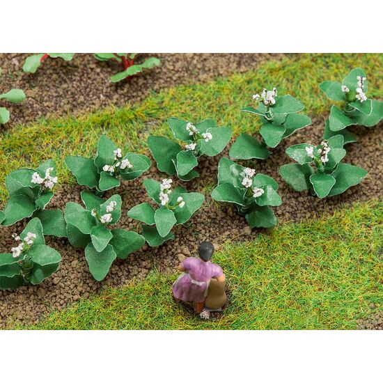 14 Plantes de tabac