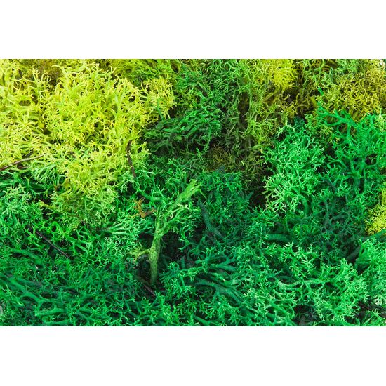 Islandmoos  gemischt  grün  50 g