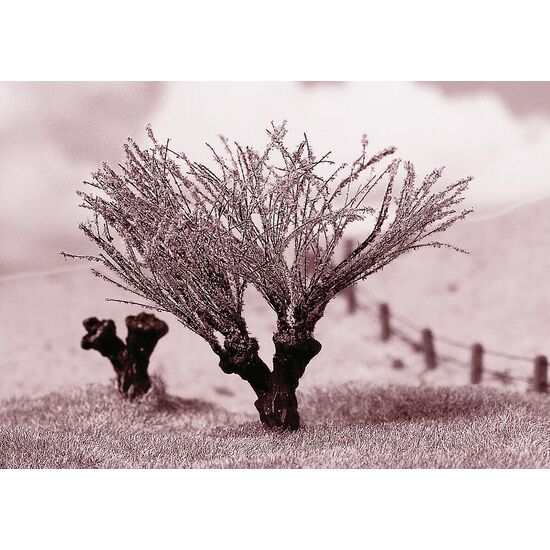 Vigne, 3 image