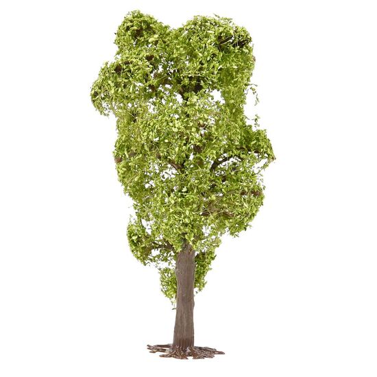 Robinier faux-acacia, 2 image